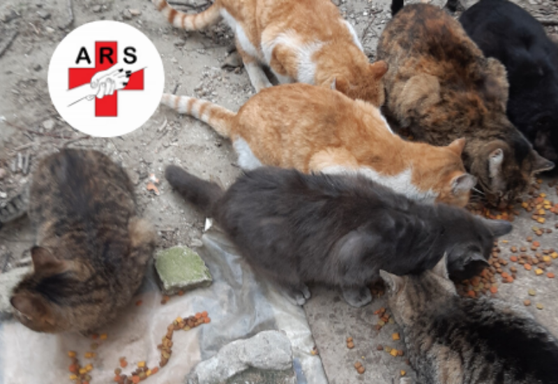 Animal Rescue Serbia